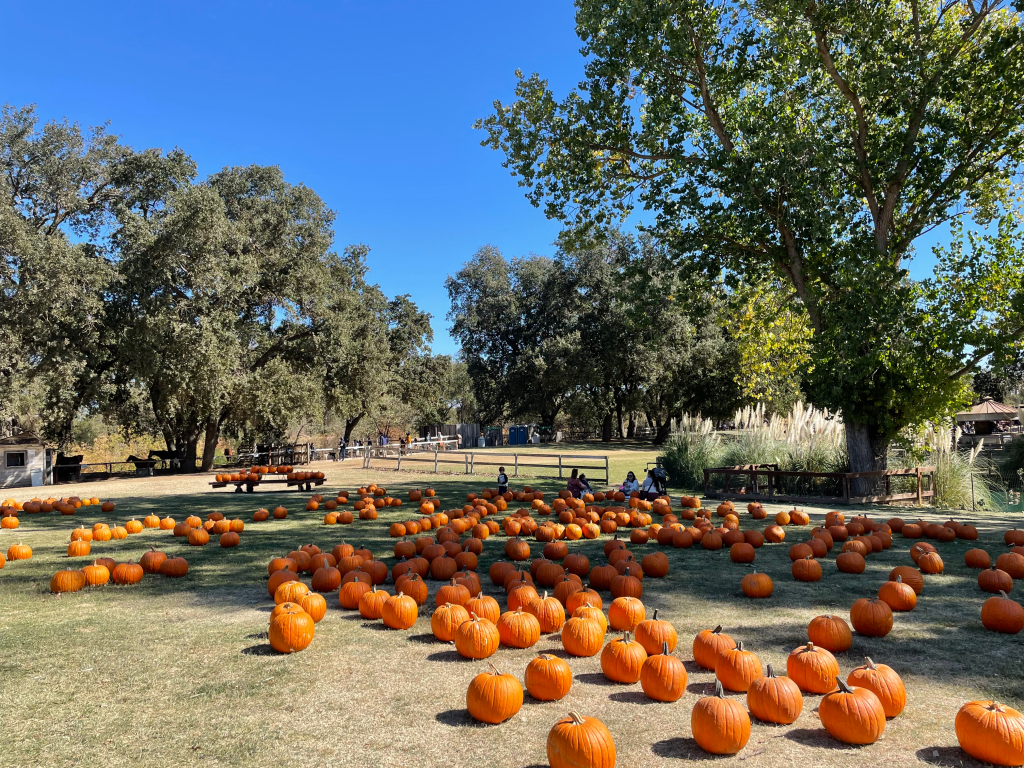 Pumpkin Patch List